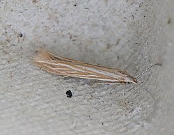 Coleophora argentula (Stephens, 1834) 2855510351.jpg