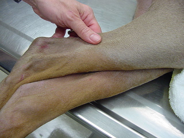 Color dilution alopecia in a fawn doberman. The close-up of the leg shows the characteristic sparing of the tan color points in this syndrome, only fa