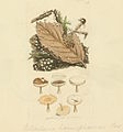 Plate 12. Reticularia sp.?