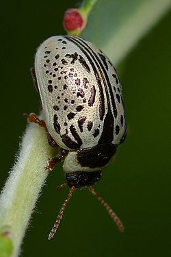 Common Willow Calligrapher Beetle (Calligrapha multipunctata)