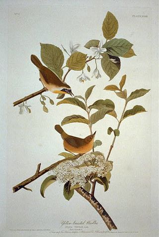 Common yellowthroat in Birds of America