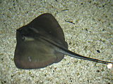 A living Dasyatis stingray Common stingray tynemouth.jpg