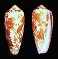 Conus pennaceus