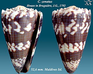 <i>Conus zonatus</i> Species of sea snail