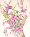 Dendrobium bigibbum Illustration by: Vera Scarth-Johnson