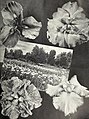 Cooley's Gardens - Silverton, Oregon 1939 (1939) (20666525366).jpg