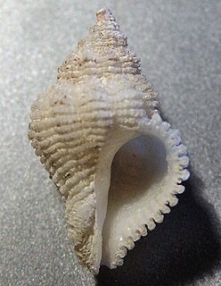 <i>Coralliophila</i> Genus of gastropods