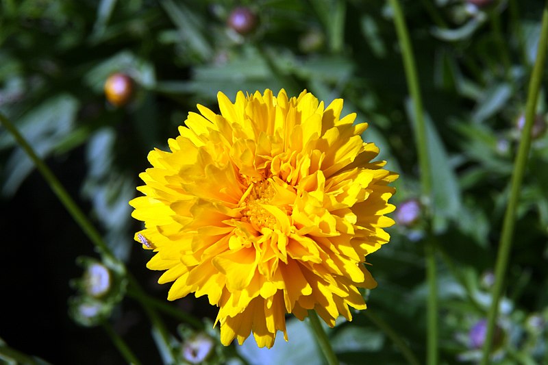 File:Coreopsis grandiflora Sunray 1zz.jpg