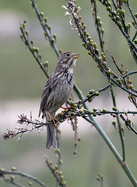 File:Corn bunting - Emberiza calandra 11.jpg