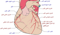 Coronary arteries (labeled in red text) and other major landmarks (in blue text). Left coronary artery is at upper right in the image.