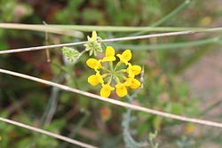 Coronilla juncea.JPG