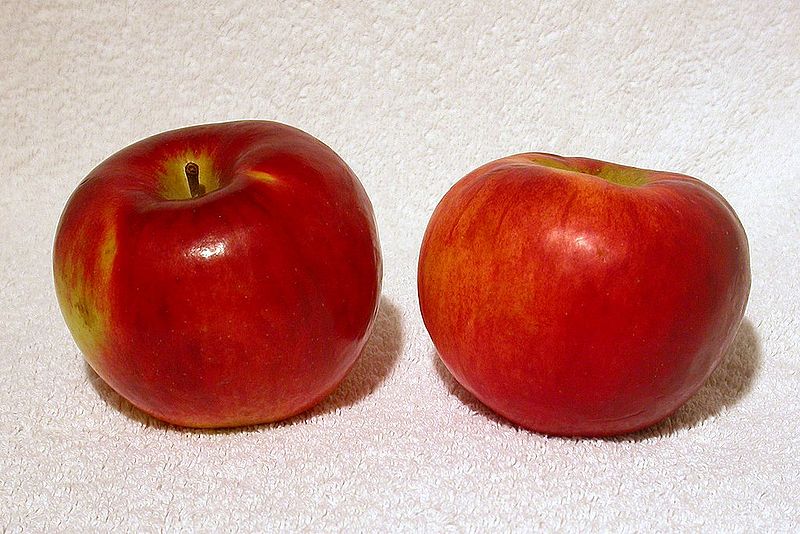 McIntosh (apple) - Wikipedia