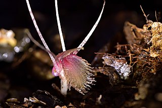 <i>Corybas cryptanthus</i> Species of orchid