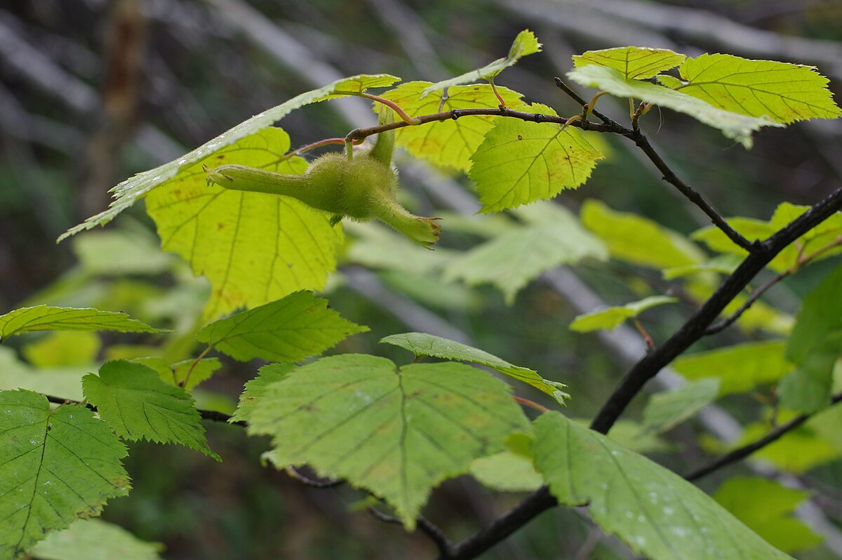 Лещина маньчжурская Corylus mandshurica