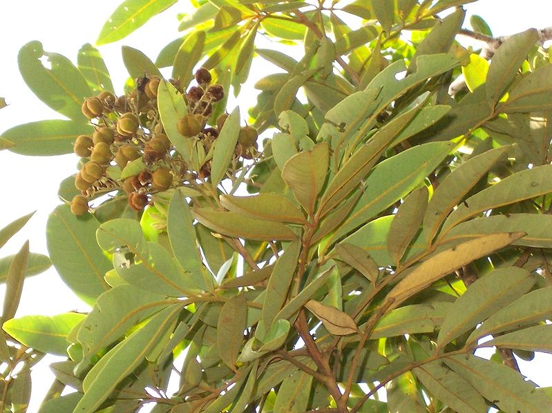 File:Cossinia pinnata fruit.jpg