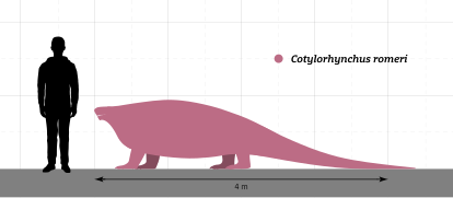 Cotylorhynchus