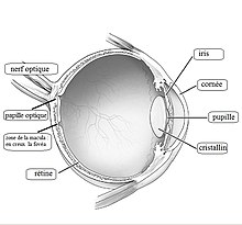Schéma montrant les différentes parties d'un œil humain