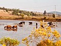 Cows swimming