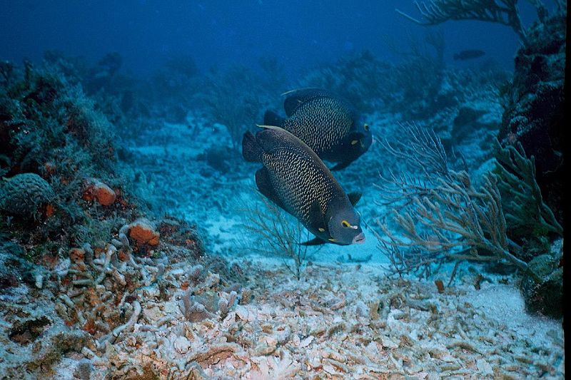 File:Cozumel Fish (339332327).jpg