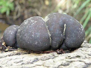 <i>Daldinia</i> Genus of fungi