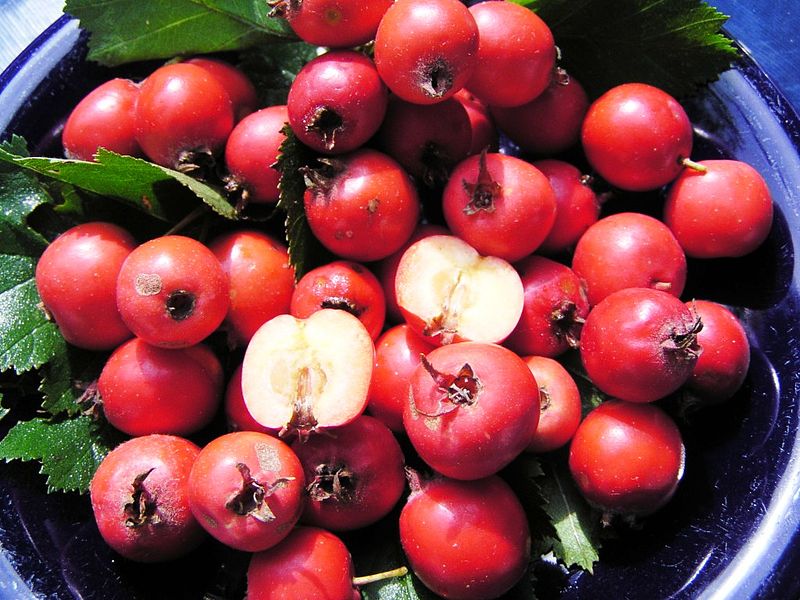 File:Crataegus pedicellata Frucht.jpg