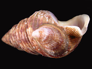 <i>Grandicrepidula</i> genus of molluscs