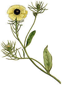 Plate 35 Crepis barbata