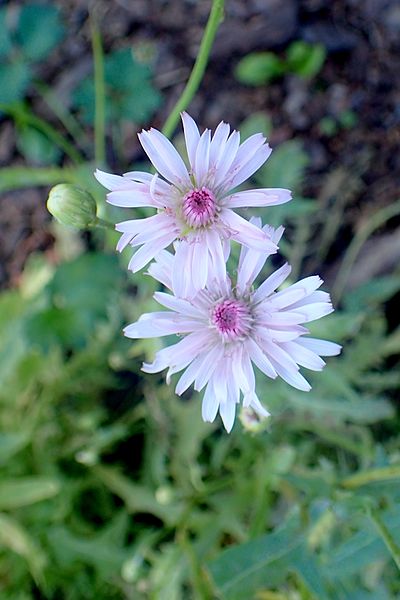 File:Crepis rubra kz2.jpg