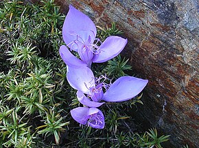 Crocus_banaticus.jpg resminin açıklaması.