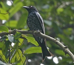 Crow-billed Drongo (Dicrurus annectans) - Flickr - Lip Kee (cropped).jpg