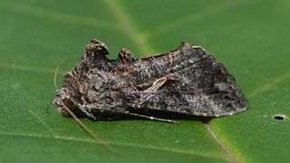 <i>Ctenoplusia oxygramma</i> Species of moth