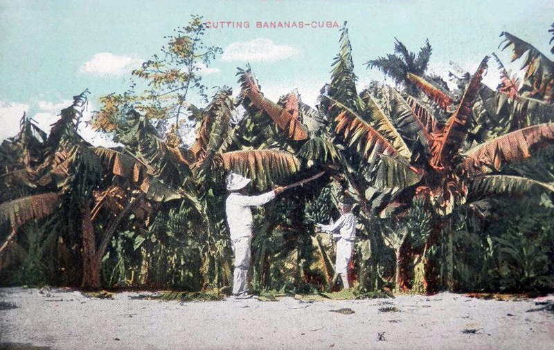 File:Cuba - Cutting bananas.jpg