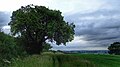 Cubbington pear tree.jpg