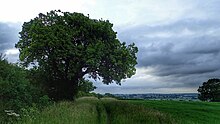 The Cubbington Pear Tree, England's Tree of the Year 2015 Cubbington pear tree.jpg