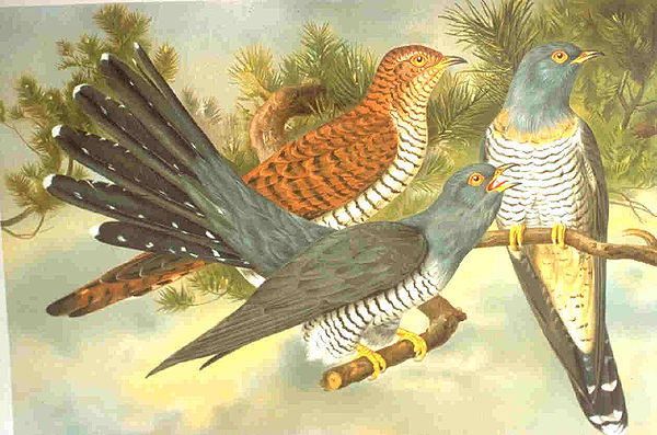 Common cuckoo