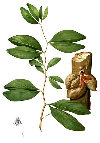 <i>Cynometra alexandri</i> Species of legume