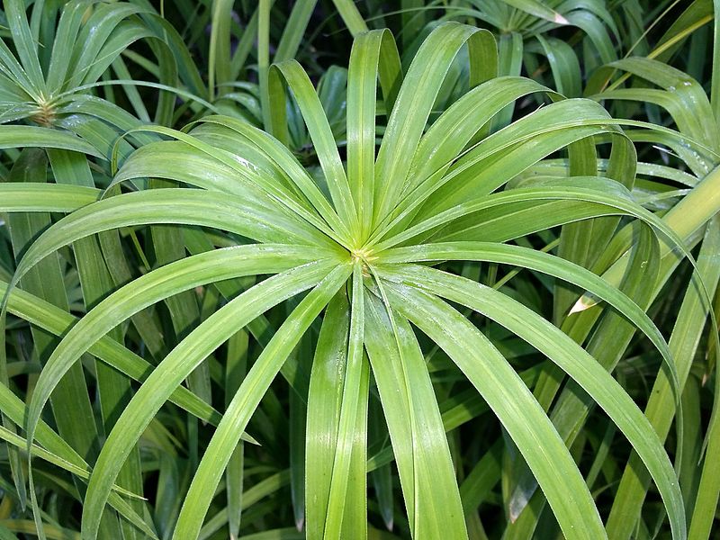 File:Cyperus papyrus (14971323520).jpg