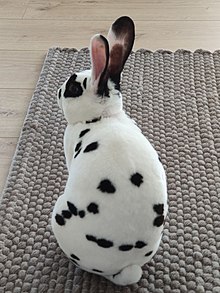 Dalmatian (rabbit) - Wikipedia