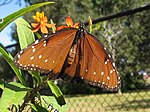 Artikel:Danaus gilippus Foto:Korall