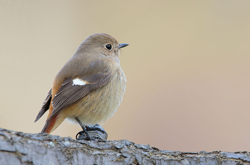 File:Daurian redstart (female) in Sakai, Osaka, February 2016.jpg