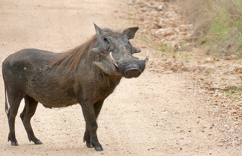 File:Day 23 Common Warthog (Phacochoerus africanus) male ... (53255525998).jpg