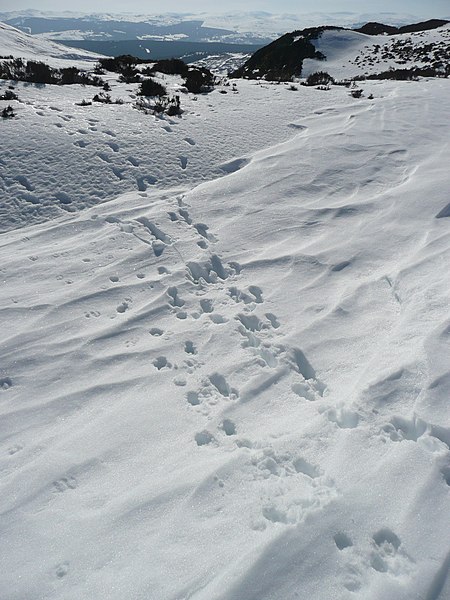 File:Deer tracks - geograph.org.uk - 1748387.jpg