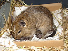 Male degu keeping newborn pups warm Degu father.JPG