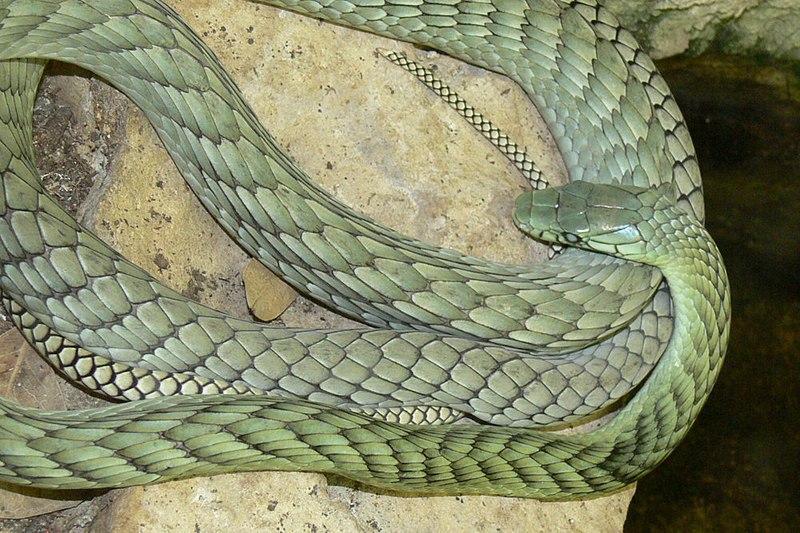 File:Dendroaspis viridis.jpg