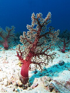 <i>Dendronephthya</i> Genus of corals