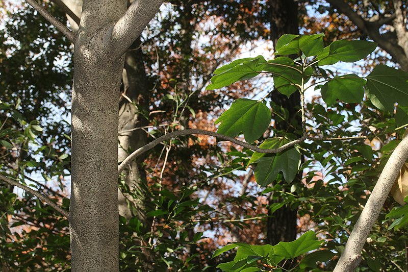 File:Dendropanax trifidus s4.jpg