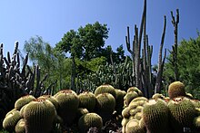 A variety of cacti of different sizes growing closely together.