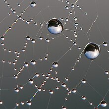 Dew on spider web Luc Viatour.jpg