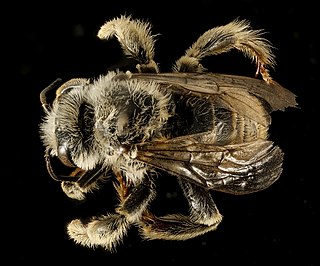 <i>Diadasia australis</i> Species of bee