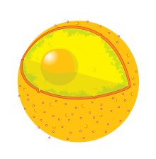 Diagram cell nucleus no text.svg